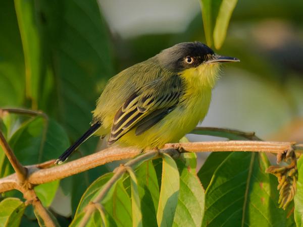 <h3><a href="/trips/costa-rica/biota/animalia/chordata/aves/040 passeriformes/011 tyrannidae/todirostrum cinereum/todirostrum cinereum-nl.html">Todirostrum&nbsp;cinereum</a> / Common&nbsp;tody‑flycatcher / Geelbuikschoffelsnavel</h3>OM-1 Mark II met M.300mm F4.0 + MC-14, 1/2000 sec  bij F5.6, ISO 6400, afstand 8.59&nbsp;m